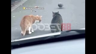 Kucing mau nyergap burung