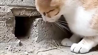 A very patient cat
