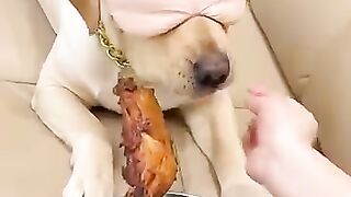 Lying to the dog