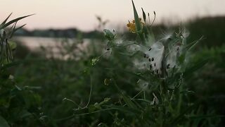 Nature and Leaves at Dusk