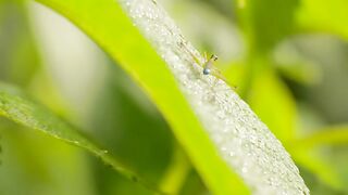 Nature Cricket