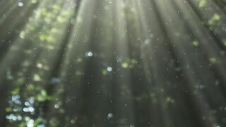 Nature Forest Background Loop