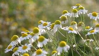 White Daisy In Nature