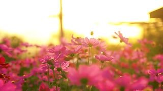 Cosmos Flowers During Sunset