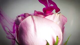 Close Up Of Pink Rose And Magenta Ink