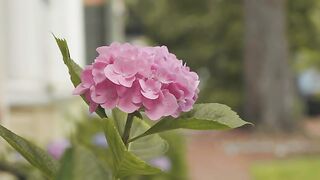 Close Up Of Beautiful Pink Flowers In The Garden