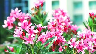 Bouquet of Pinks Flower Blooming