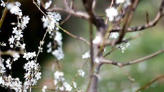 Blooming Cherry Tree Stock