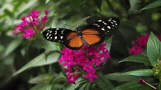 Black And Orange Butterfly On Pink Flowers