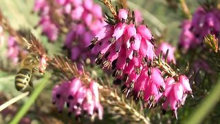 Bee on Flower Video 2