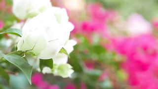 Beautiful Bougainvillea Flower
