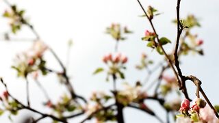 Apple Tree Blooming