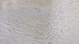 Is it fish?
