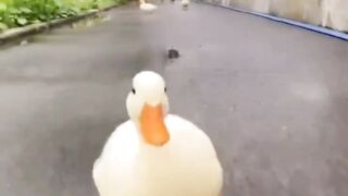 بطاية محشية ورق عنب وكوسة شغل تقيل وطعم يغير مزاجك