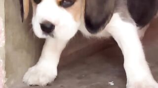 Beagle