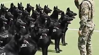 Dogs Brigade