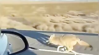 The roadrunner birds