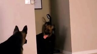 Funny Reel For Everyone