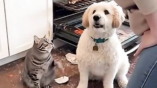 Funny video for everyone