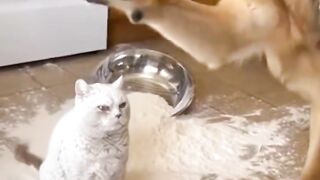 Funny reel