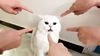Funny cat?
