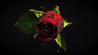 Dark Red Rose In Darkness