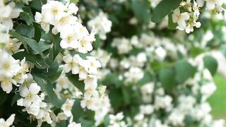 Flowering Apple Trees At The Garden
