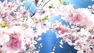 Flowering Pink Cherry Background