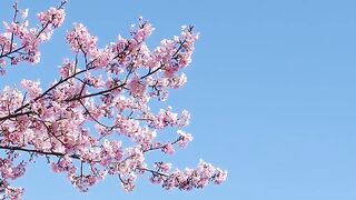Japanese Pink Cherry Blossom