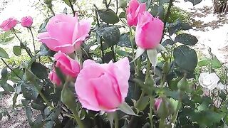 Rose (Gül) Stock