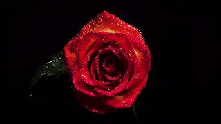 Red Rose With Drops In Darkness