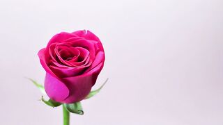 Red Rose Stop Motion