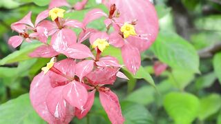 Pink and yellow flowers