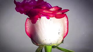 Red Rose And Magenta Ink