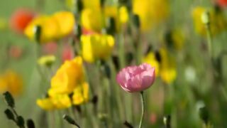 Pink Flower Close Up