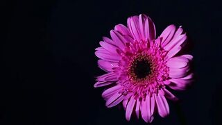 Pink Flower Stop Motion