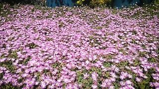 Pink Flowers In Botanical Garden