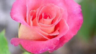 Pink Rose
