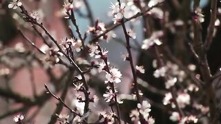 Plink flowers