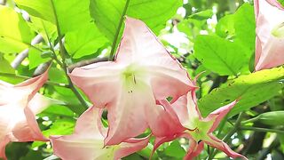 Pink Fresh Flower With Leaves In Background