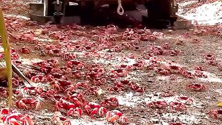 Migration of millions of crabs on Australias Christmas Island