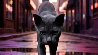 A street cat who walks on the road!