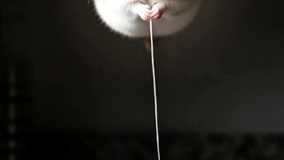 Did he survive? Yes or No?