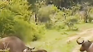 A living tank that only exists in the savanna, Africa