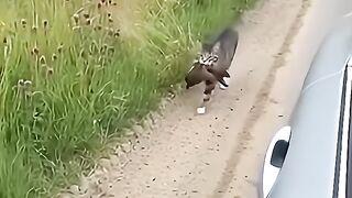 Startled the cat