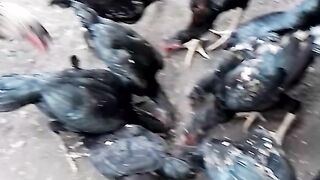 the process of raising fighting cocks from babies to adults