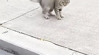 The angry cat was shocked