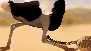 the deadliest attack machine in the Savanna, Africa