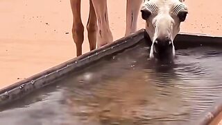 The Amazing Story of the Creation of Camels in the Koran