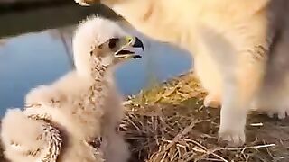 Revenge for the cat who abused the eaglet